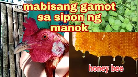gamot sa sipon ng manok|MABISANG GAMOT SA SIPON AT HALAK NG MANOK .